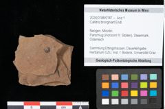 Foto (Objekt + Etikett) von Callitris brongniartii Endl. (NHMW-GEO-2024-0188-0147)